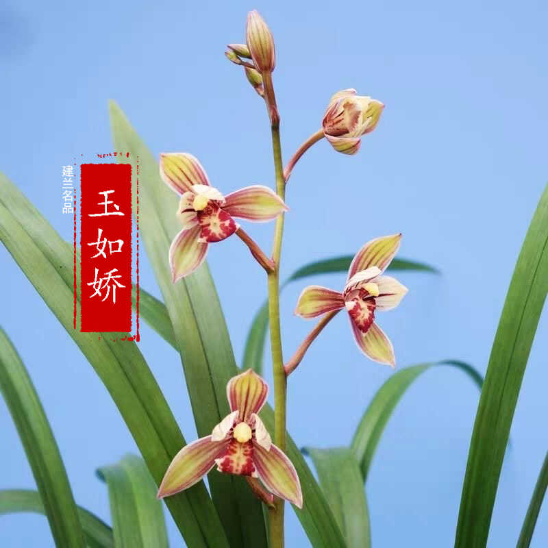 兰花好养易活玉如娇精品