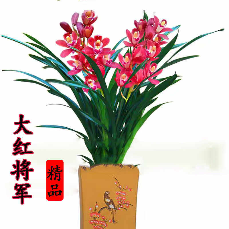 精品高端建兰浓香型兰花【大红将军】室内盆栽好养绿植大花花卉