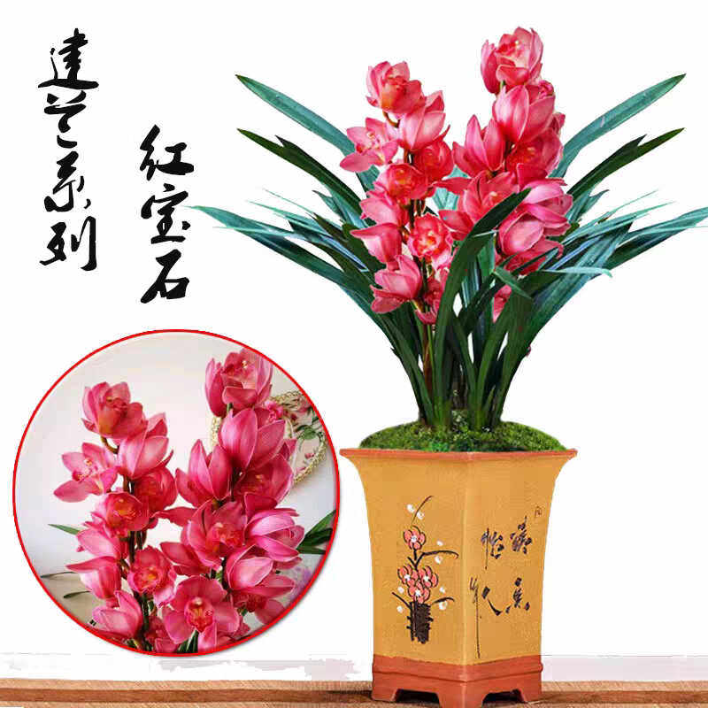 兰花名品建兰【红宝石】高雅绿植开花浓香好养庭院阳台室内盆栽,鲜花速递/花卉仿真/绿植园艺,国兰/杂交兰/洋兰类,淘宝优惠券,粉丝福利购,淘宝优惠卷