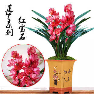 兰花名品建兰【红宝石】高雅绿植开花浓香好养庭院阳台室内盆栽