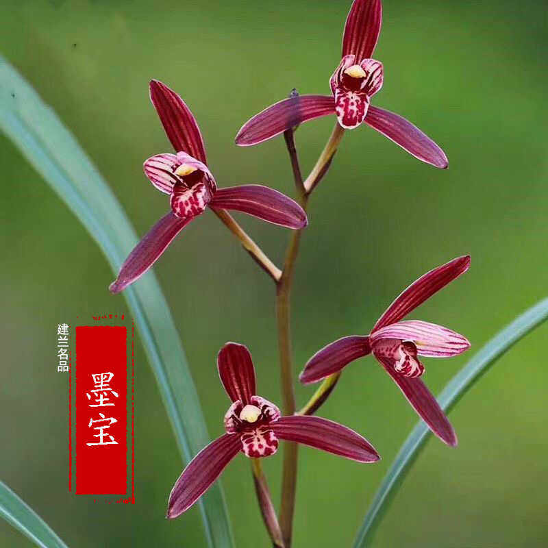 绿植浓香型经典名品花卉
