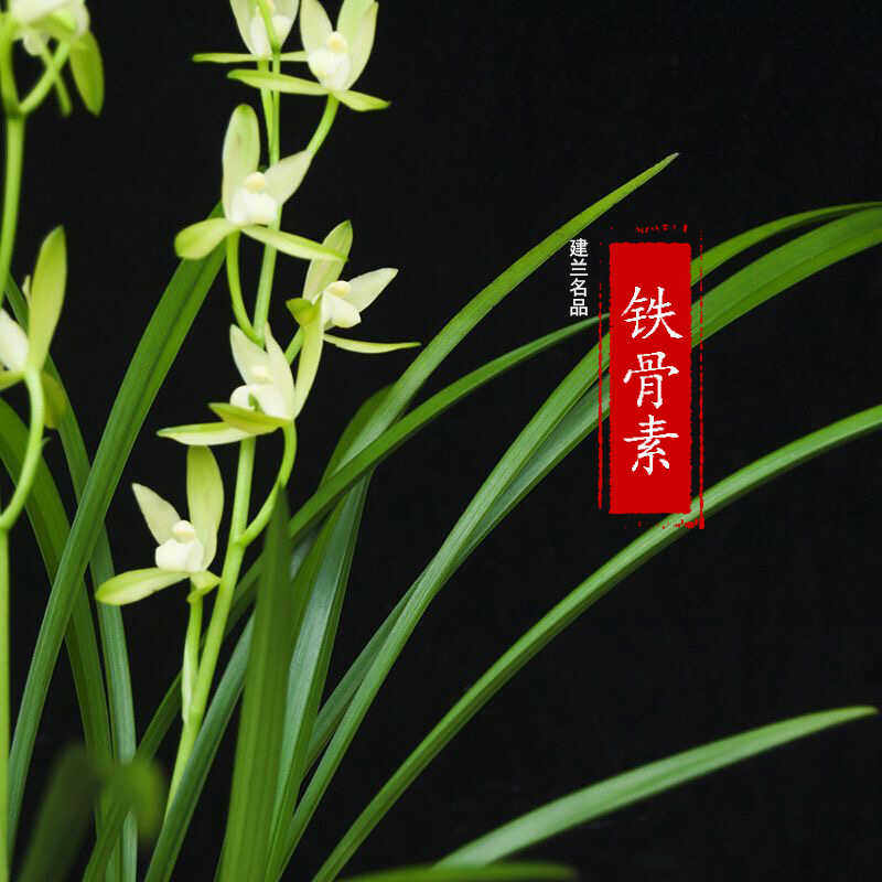 铁骨素建兰名品室内绿植浓香
