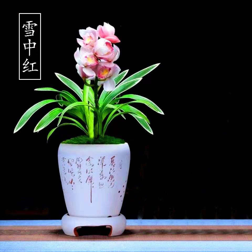 兰花金边矮种【雪中红】建兰名品