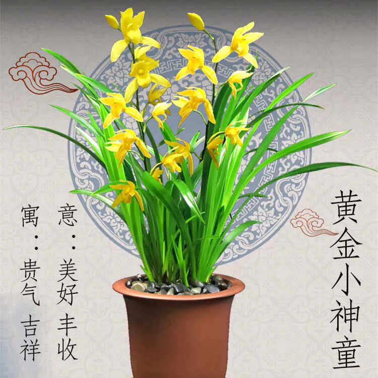 兰花苗盆栽建兰黄金小神童
