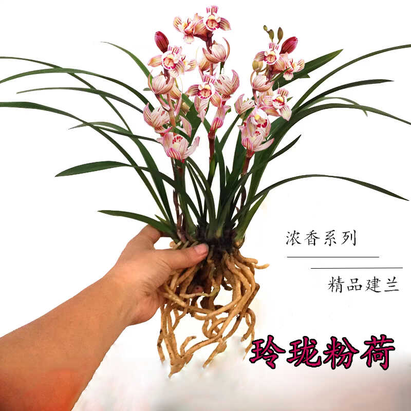 兰花苗建兰铭品玲珑粉荷庭院盆栽