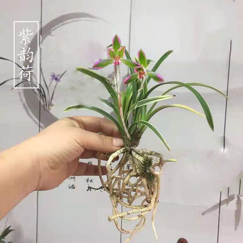 兰花金边矮种紫韵荷浓香建兰