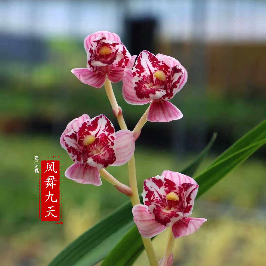 四季名贵建兰花苗盆栽【凤舞九天】基地直销开花浓香花卉植物室内,鲜花速递/花卉仿真/绿植园艺,国兰/杂交兰/洋兰类,淘宝优惠券,粉丝福利购,淘宝优惠卷