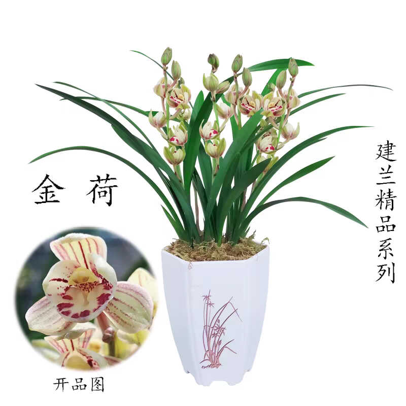 浓香型建兰名品茶几好养易活客厅