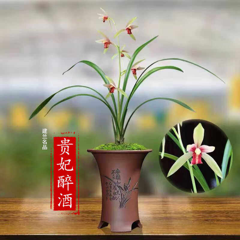 名贵兰花苗高档建兰四季兰