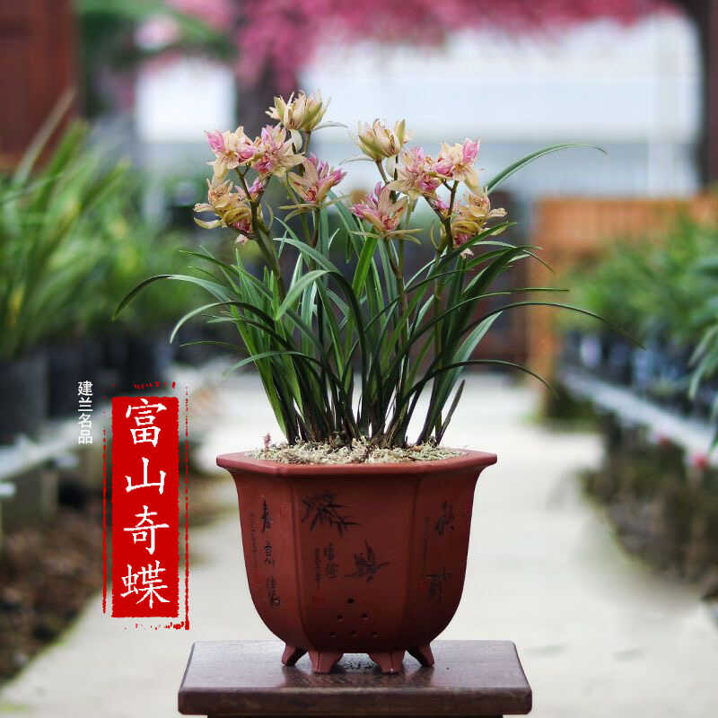 兰花苗高端四季建兰【富山奇蝶】