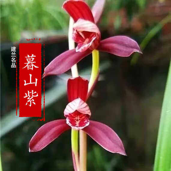 兰花苗建兰四季浓香室内花卉