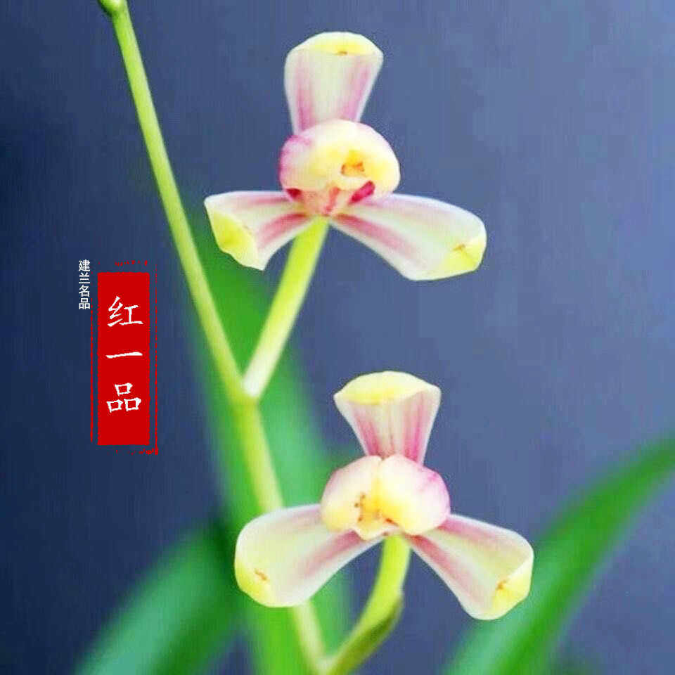 兰花苗老种建兰四季兰名品【红一品】梅瓣浓香花型室内花卉好养,鲜花速递/花卉仿真/绿植园艺,国兰/杂交兰/洋兰类,淘宝优惠券,粉丝福利购,淘宝优惠卷