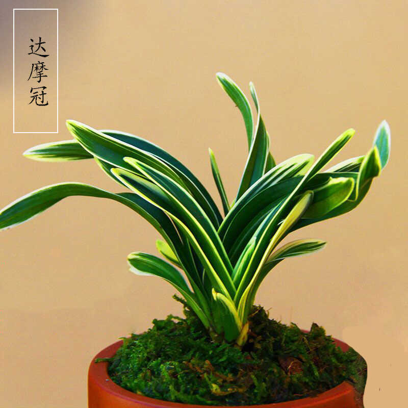 金边兰花建兰达摩冠矮种浓香型