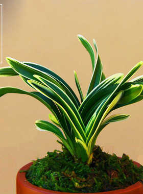 金边矮种兰花建兰【达摩冠】室内浓香型花苗盆栽花开漂亮好养易活