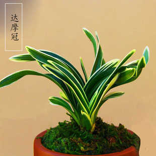 金边矮种兰花建兰 室内浓香型花苗盆栽花开漂亮好养易活 达摩冠