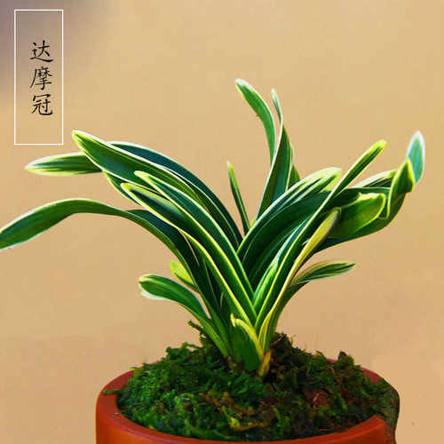 金边兰花建兰达摩冠矮种浓香型