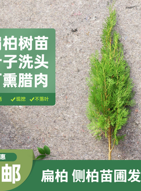 扁柏树苗 侧柏枝树苗塔柏大松柏树苗塔松龙柏叶子可熏腊肉四季青