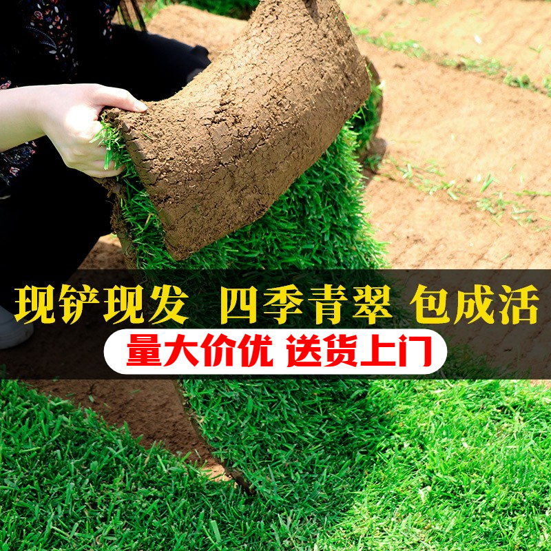 真草坪草皮四季青带泥别墅庭院