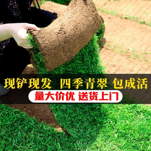 绿化草皮真草工程草坪带土四季青台湾草马尼拉果岭草庭院花园别墅 - 封面