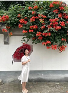 凌霄花苗爬藤植物四季开花庭院绿化老桩盆栽树苗炮仗花卉绿植大苗