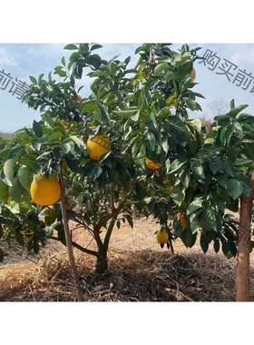 功能正常议价 呈深橙色，比较光滑，外皮很容易剥离，果肉多汁，