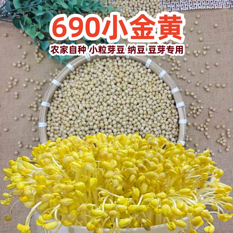 新货小金黄690发豆芽专用小黄豆