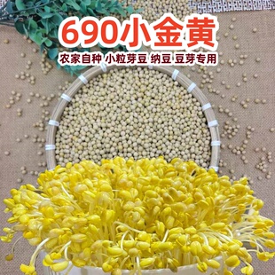 小金黄690 极小粒发芽专用豆珍珠粒小黄豆豆浆纳豆生豆芽水培芽豆