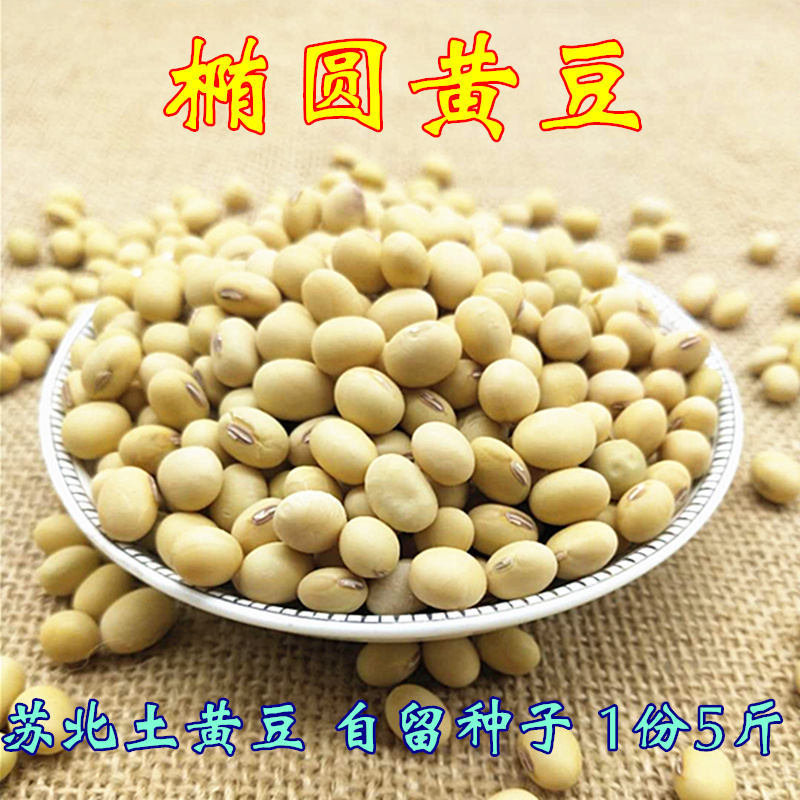 苏北黄豆5斤椭圆形老品种