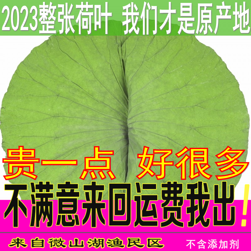 微山湖天然荷叶片新荷叶茶干荷叶正品野生整张荷叶250g-500g包邮