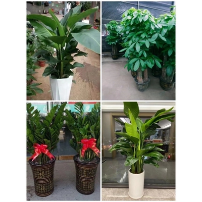 上饶市花卉盆栽店绿萝植物招发财金钱树2万年弋阳横峰铅山县德兴