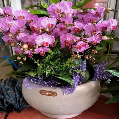 孝感市鲜花卉店节生日送礼蝴蝶兰水果篮孝南区云梦县大悟应城安陆