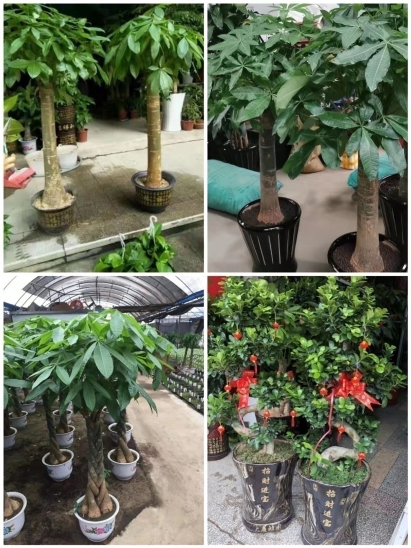 长沙市花卉盆栽店绿萝植物发财金钱树31岳麓雨花区浏阳望城宁乡县