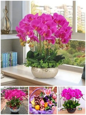 郑州市鲜花卉店领导送礼蝴蝶兰水果篮惠济区巩义荥阳新密登封