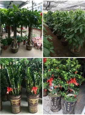 南京市花卉盆栽店绿植物发财金钱树63秦淮浦口栖霞江宁溧水高淳县