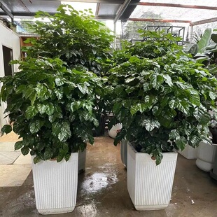 淮北市花卉盆栽店植物招发财摇树2杜集相山烈山区濉溪县天堂鸟