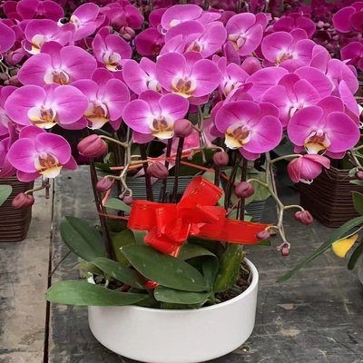 张家界市鲜花卉店开业张送礼蝴蝶兰水果篮永定武陵源区慈利桑植县