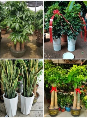 梅州市花卉盆栽店绿萝植物发财金钱树31梅江区兴宁大埔丰顺五华县