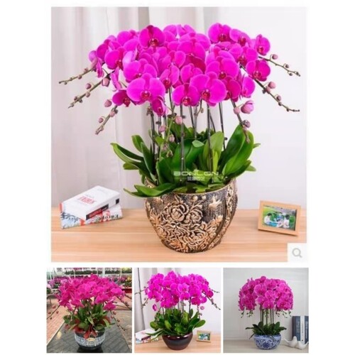 兰州市开花卉店春节日元宵送礼蝴蝶大惠兰中秋节城关区安宁榆中县