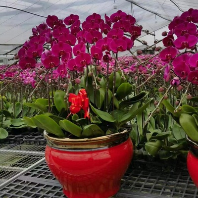 雅安市鲜花卉店过年元宵送礼大惠蝴蝶兰雨城区荥经汉源县天全宝1