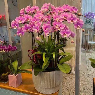 衢州市鲜花卉店开业张送礼蝴蝶兰水果篮柯城区江山常山开化龙游县