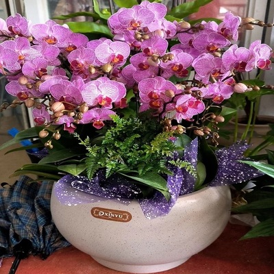 黄石市鲜花卉店生日送礼蝴蝶兰水果篮黄石港区下陆阳新县大冶乔迁