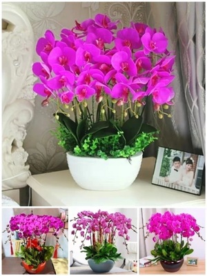 十堰市开花卉店春节日元宵送礼蝴蝶大惠兰国庆节茅箭区郧西竹山溪