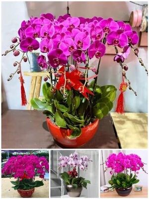 黄冈市开花卉店春节日元宵送礼蝴蝶大惠兰开业张蕲春罗田红安麻城