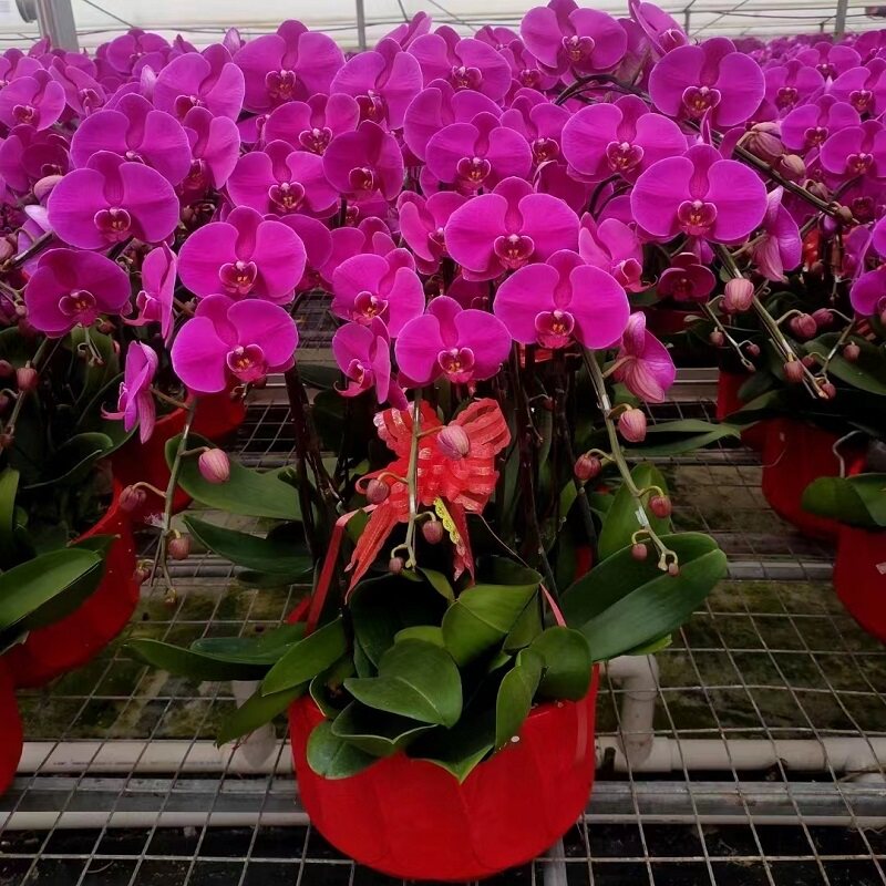 南宁市鲜花卉店节生日送礼蝴蝶兰水果篮青秀区隆安武鸣马山上林县