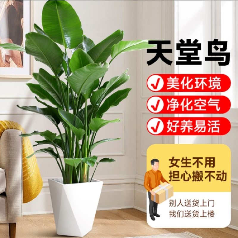 铁岭市花卉盆栽店天堂鸟发财金钱树26银州清河法开原昌图西丰县