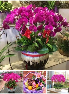 南充市鲜花卉店长辈送礼蝴蝶兰水果篮顺庆区嘉陵营山蓬安仪陇县