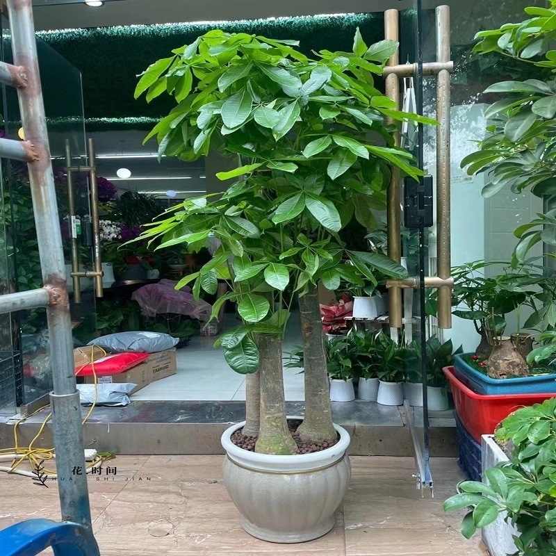 济南市花卉盆栽店植物招发财树32历城章丘平阴济阳商河县天堂鸟