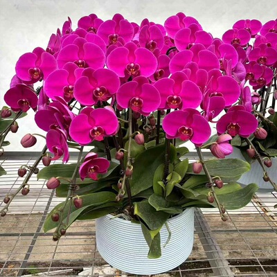 商丘市鲜花卉店送蝴蝶兰水果篮梁园区虞城民权夏邑柘永城过年花1