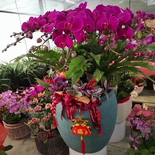 黄石市鲜花卉店过年元 宵送礼大惠蝴蝶兰下陆港区阳新县西塞铁山1