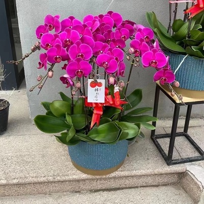 广安市鲜花卉店节生日送礼蝴蝶兰水果篮广安区岳池武胜邻水县华蓥